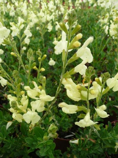 Salvia x jamensis 'La Luna'