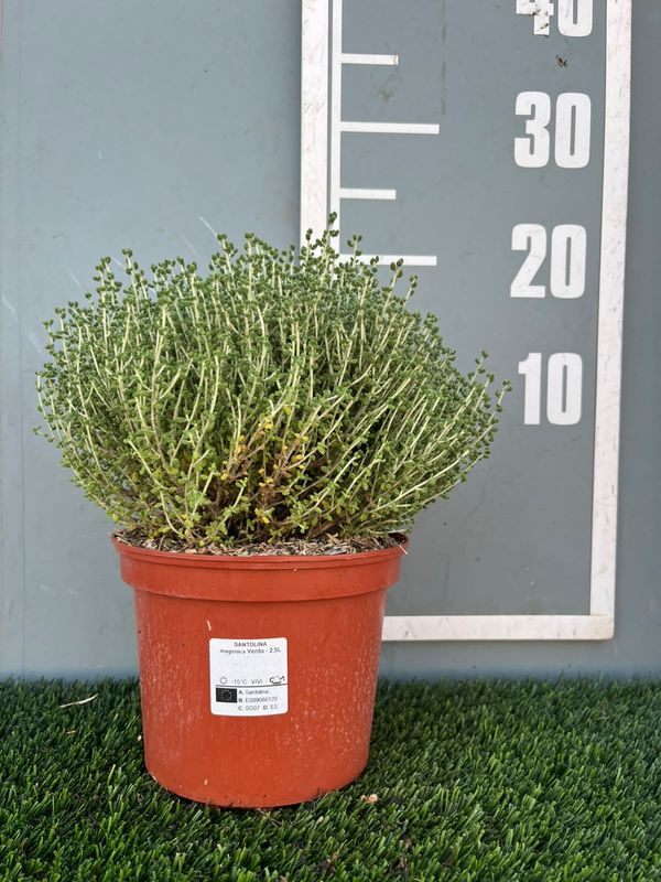Santolina chamaecyparissus subsp. magonica