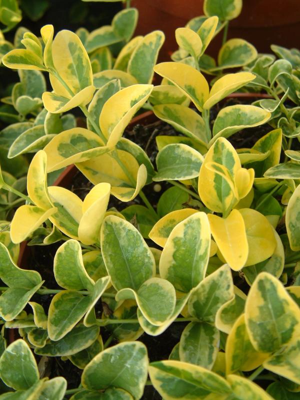 Vinca minor 'Aureovariegata'