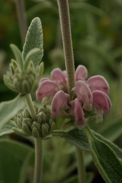 Phlomis purpurea sub. Almeriensis