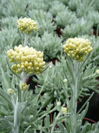 Helichrysum orientale