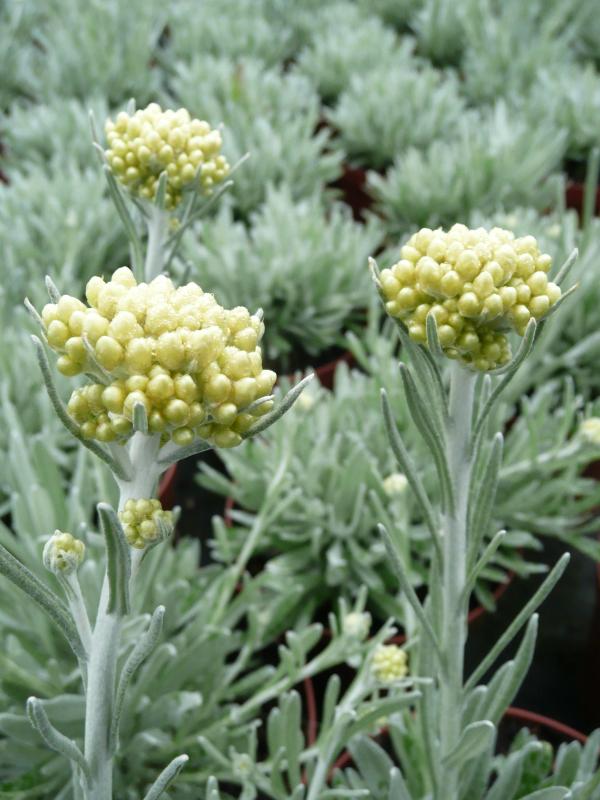 Helichrysum orientale