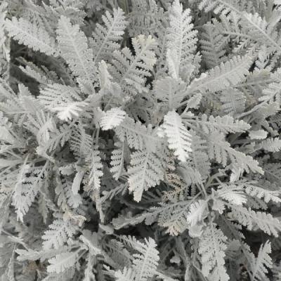 Tanacetum ptarmiciflorum