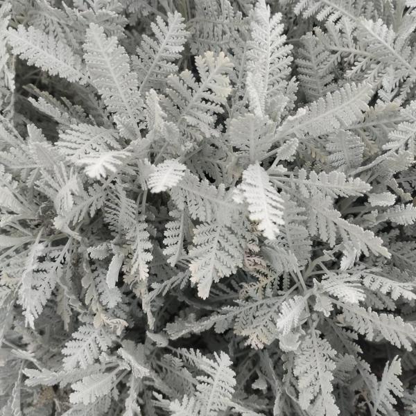 Tanacetum ptarmiciflorum