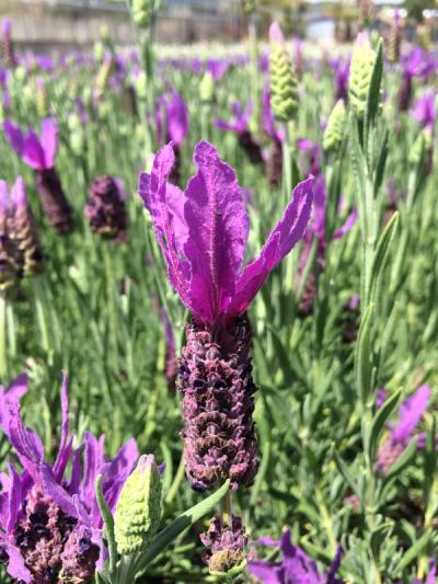Lavandula stoechas 'Purple'