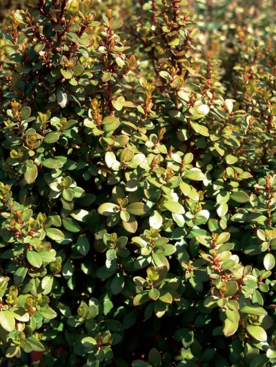 Myrsine africana