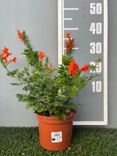 Tecoma capensis