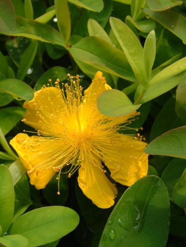 Hypericum calycinum
