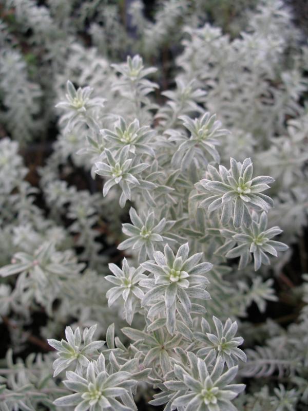 Westringia fruticosa 'Smokie'
