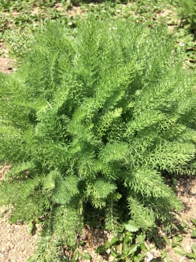 Achillea crithmifolia