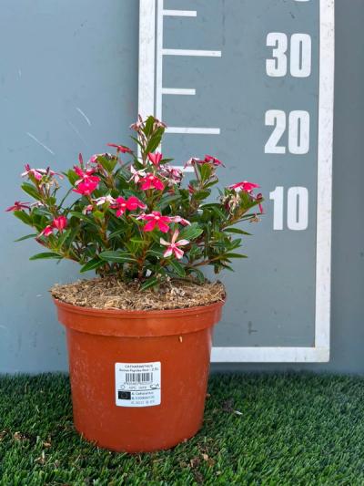 Catharanthus soirée 'Red'®