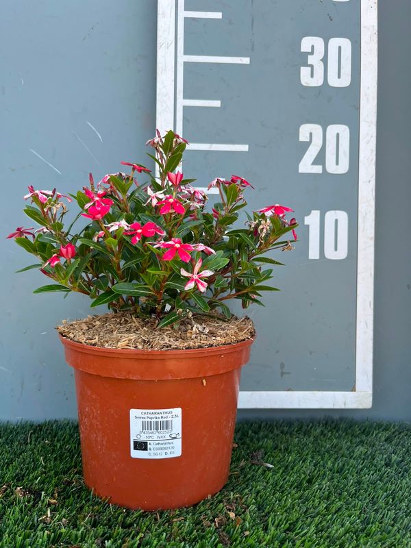 Catharanthus soirée 'Red'®