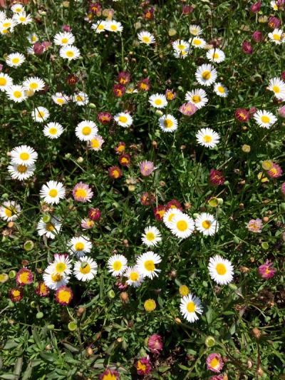 Erigeron karvinskianus