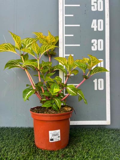 Iresine herbstii 'Aureoreticulata'