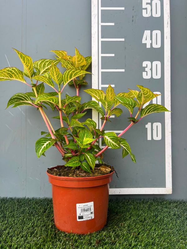 Iresine herbstii 'Aureoreticulata'