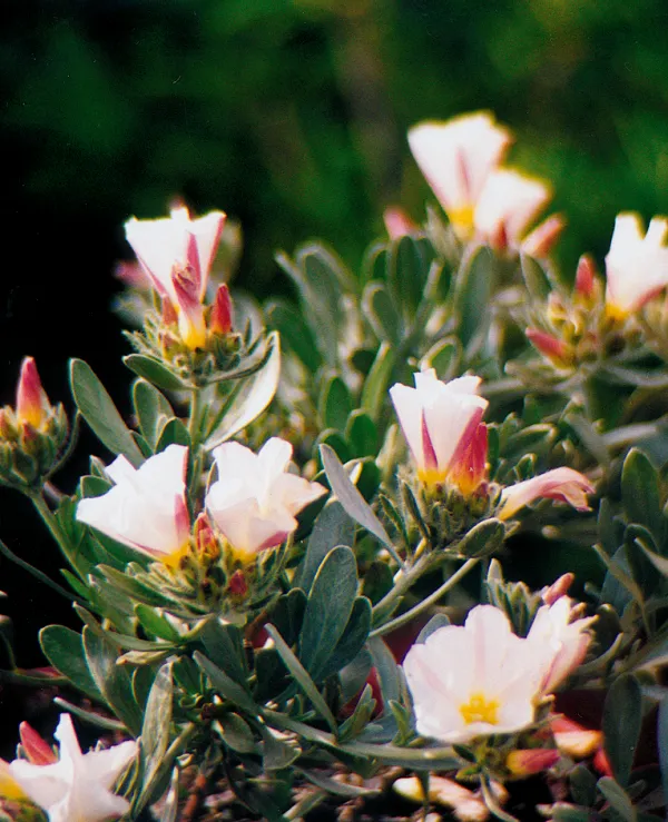 Convolvulus oleifolius