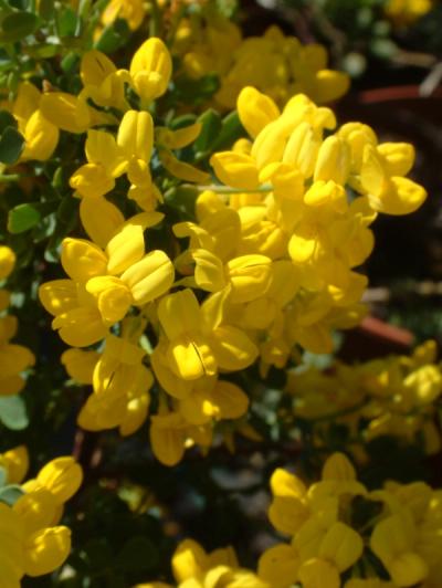 Coronilla valentina subsp. glauca