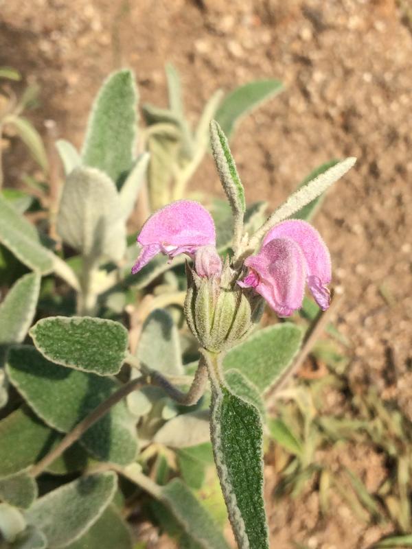 Phlomis purpurea