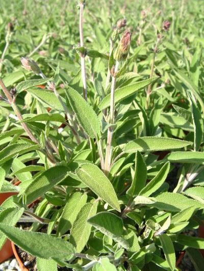 Salvia officinalis