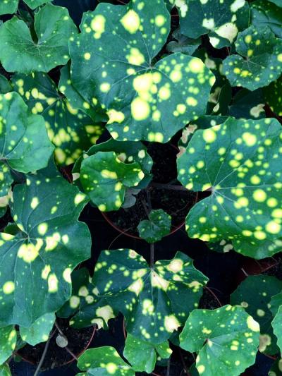 Farfugium japonicum 'Aureomaculata'