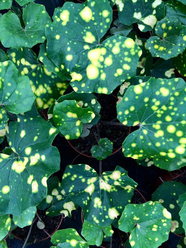 Farfugium japonicum 'Aureomaculata'