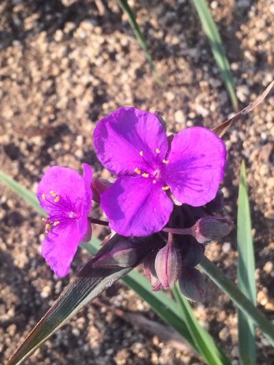 Tradescantia x andersoniana 'Concord Grape'