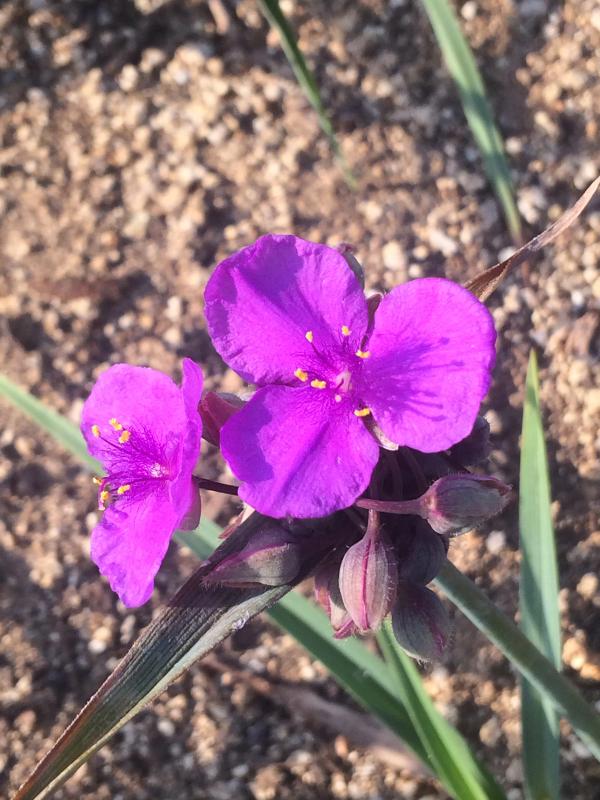 Tradescantia x andersoniana 'Concord Grape'