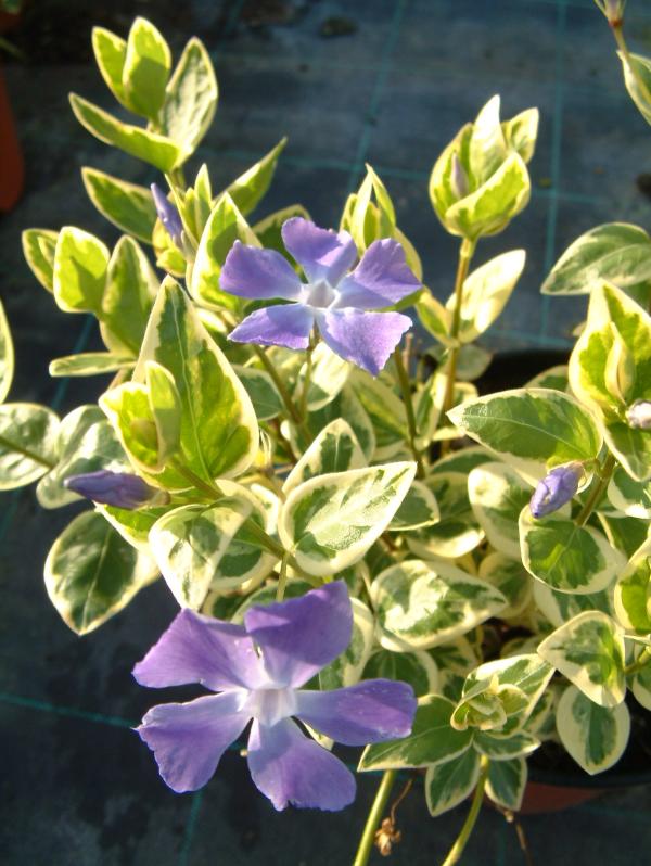 Vinca major 'Variegata'