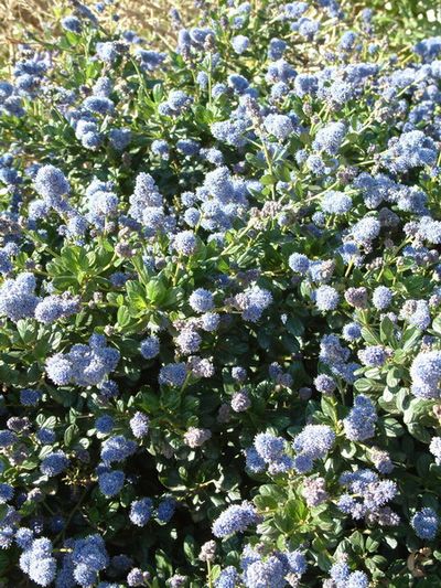 Ceanothus griseus 'Yankee Point'