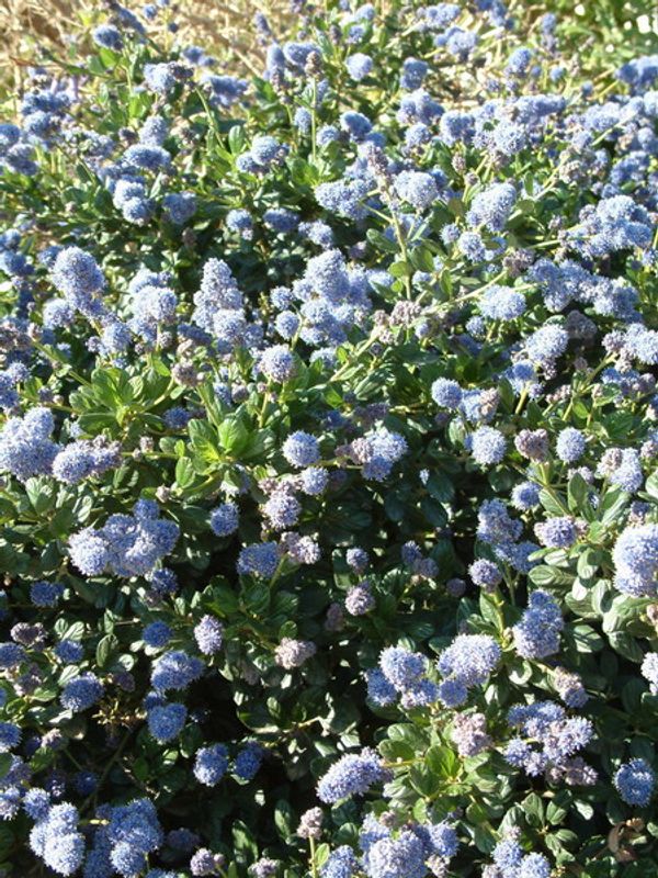 Ceanothus griseus 'Yankee Point'