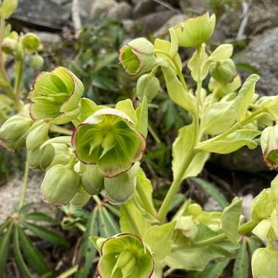 Helleborus foetidus