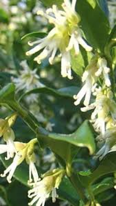 Sarcococca confusa 'White'