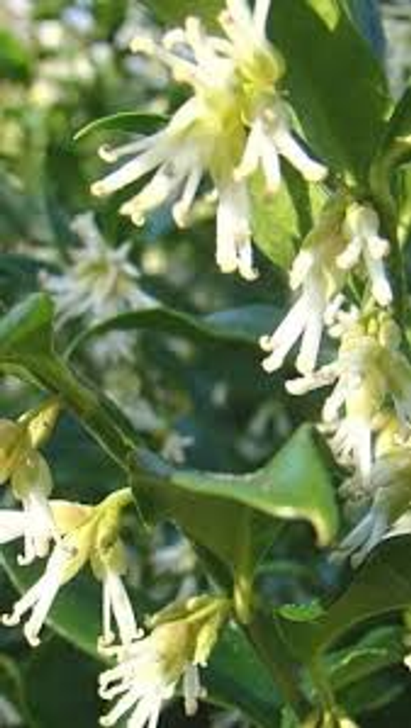 Sarcococca confusa 'White'