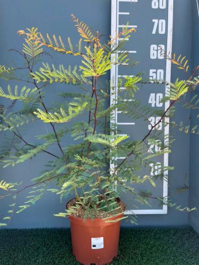 syn. Caesalpinia