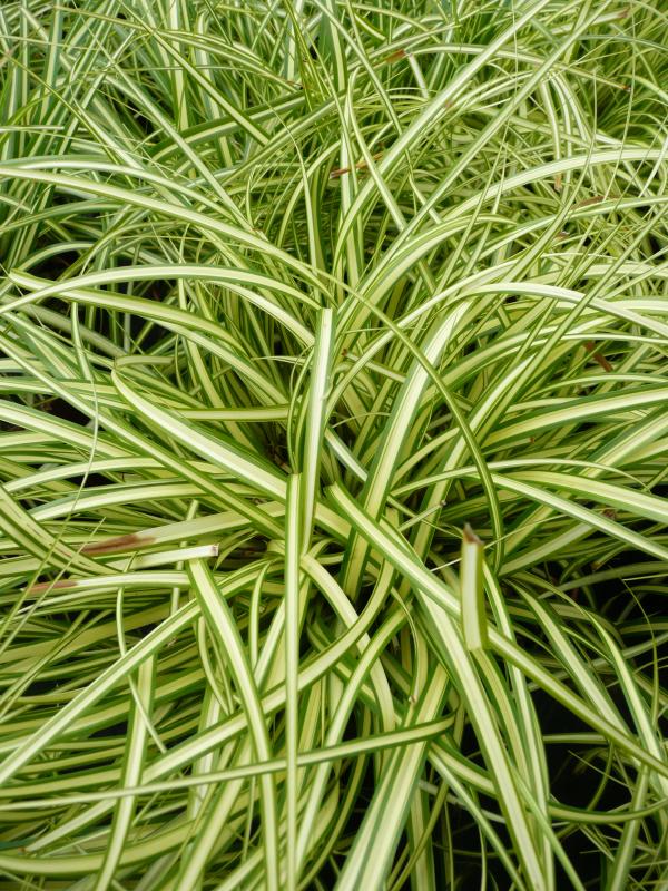 Carex oshimensis 'Evergold'
