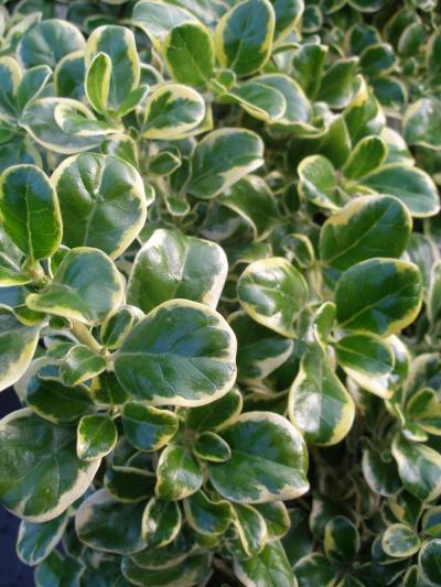 Coprosma repens 'Variegata'