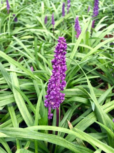 Liriope muscari 'Royal Purple'
