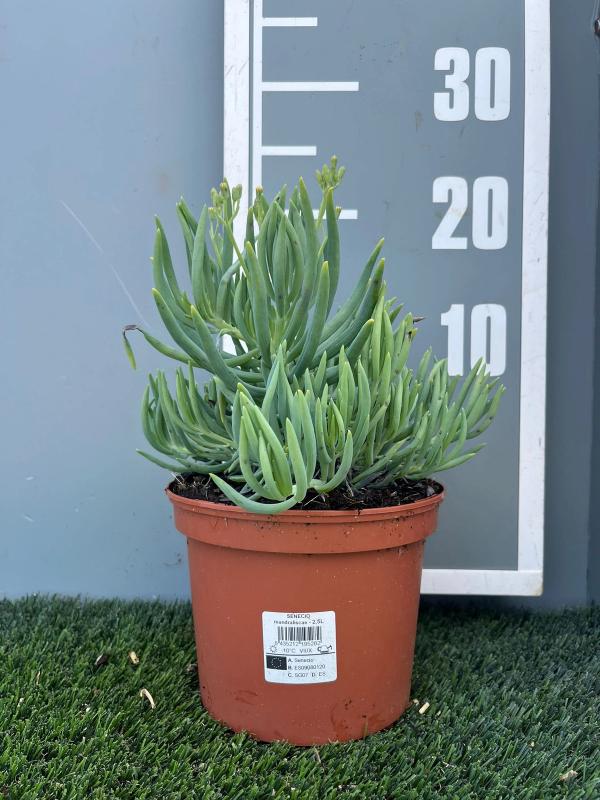 syn. Senecio