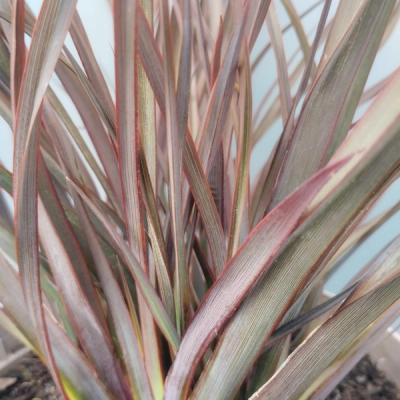 Phormium 'Surfer Bronze'
