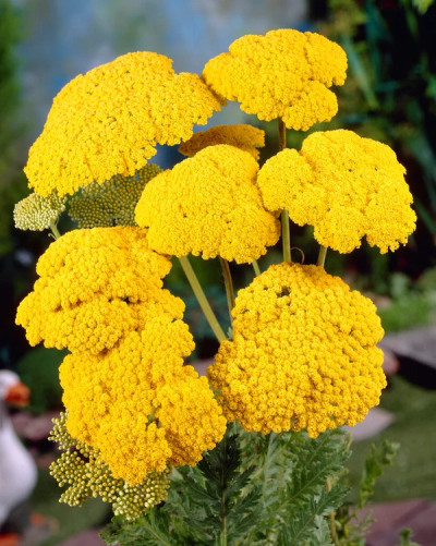 Achillea filipendulina'Cloth of Gold'