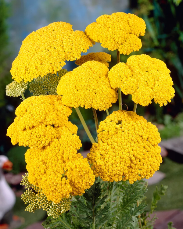 Achillea filipendulina'Cloth of Gold'