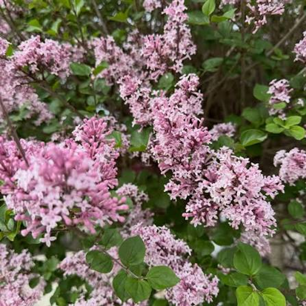 Syringa meyeri 'Palibin'