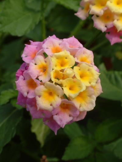 Lantana camara 'Bandana Pink' ®
