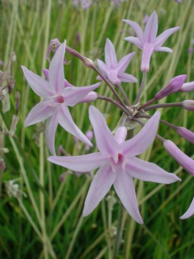 Tulbaghia violacea