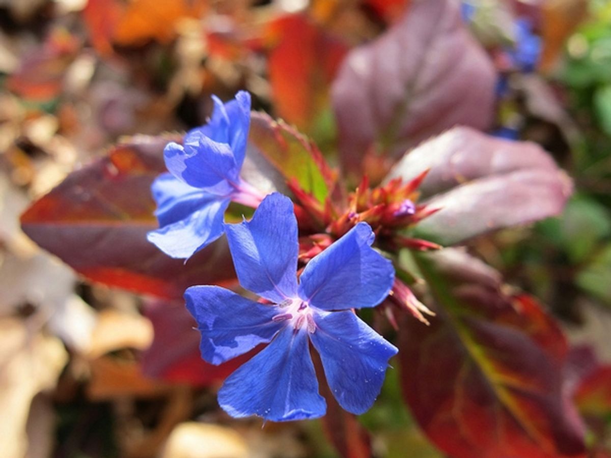 Ceratostigma plumbaginoides