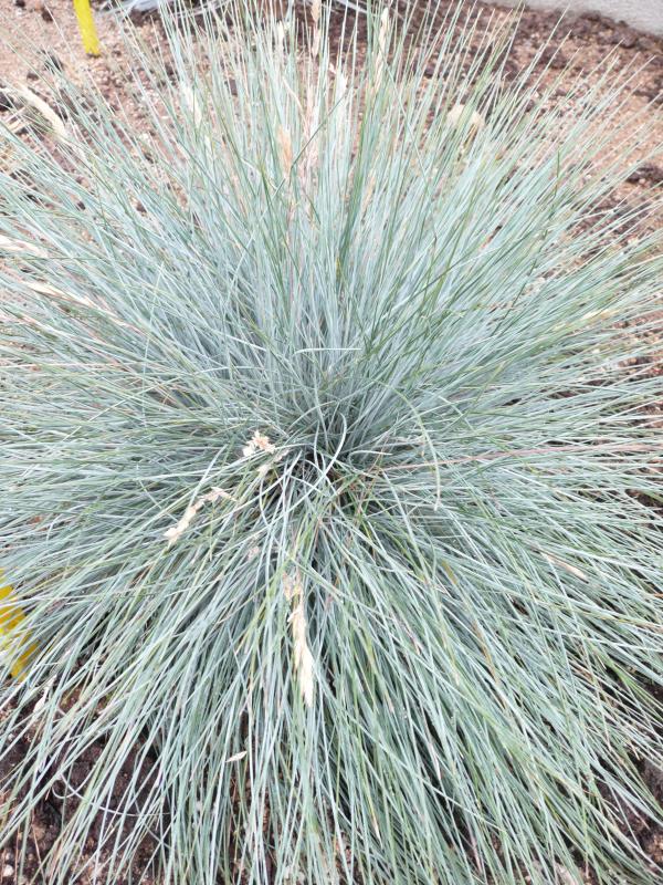 Festuca glauca