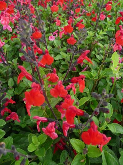 Salvia 'Royal Bumble'