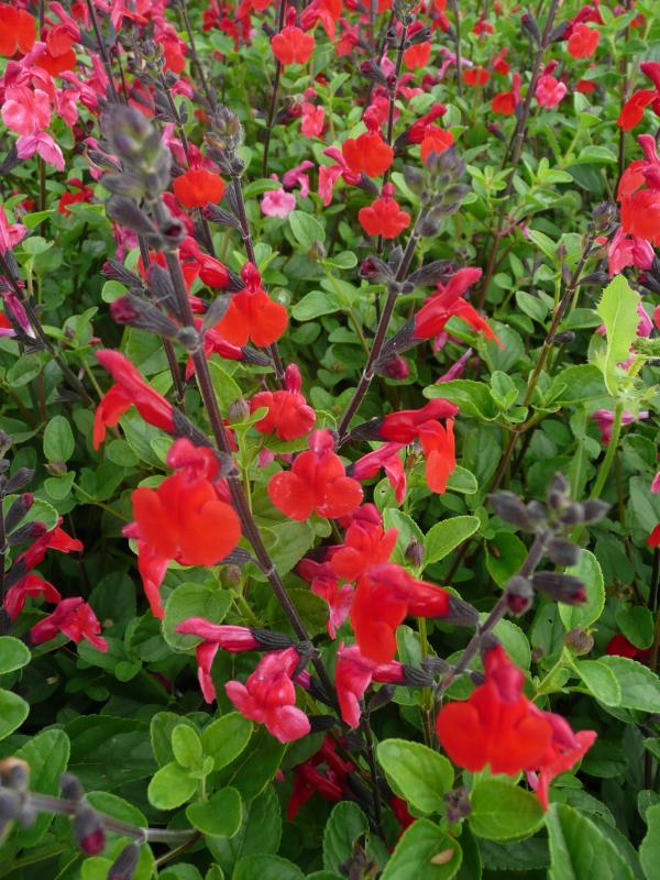 Salvia 'Royal Bumble'