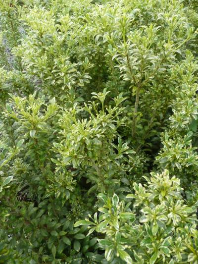 Pittosporum heterophyllum