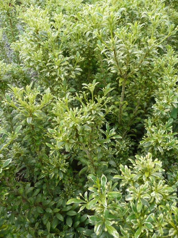 Pittosporum heterophyllum